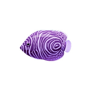 Purple Angelfish